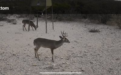 Deer Season at OTG: Tradition, Respect, and the Hunt That Feeds Families